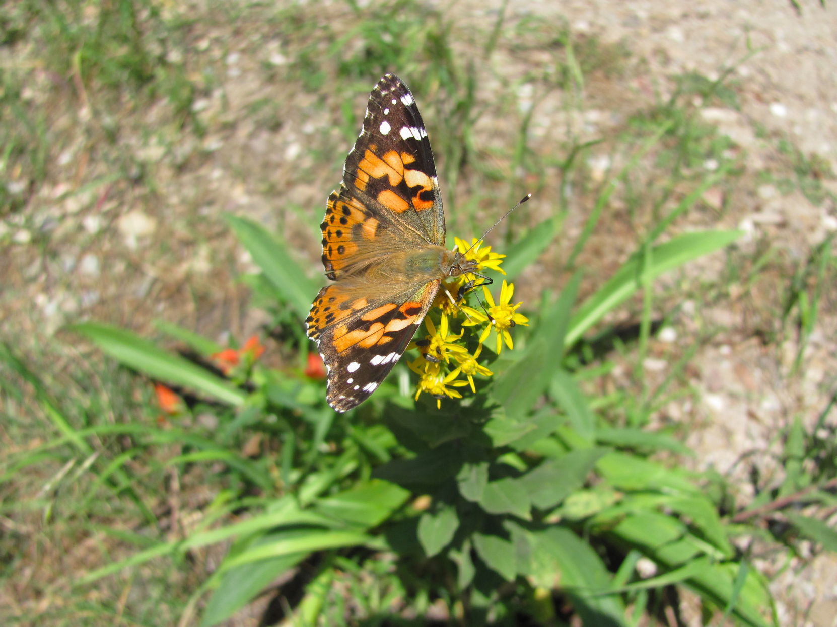 Colorful butterfly